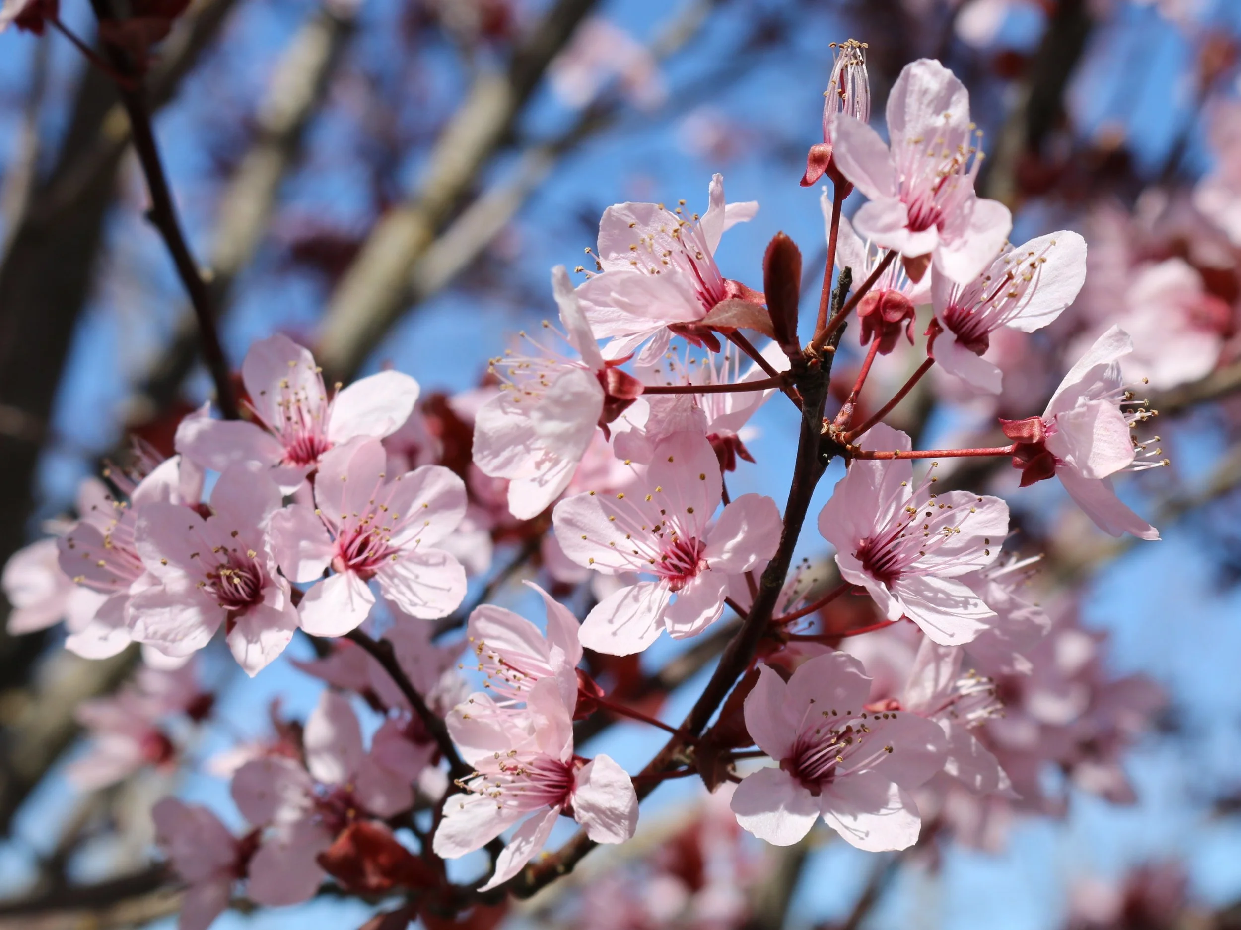 Prunus Thundercloud | Cherry Plum | Ornamental Plum