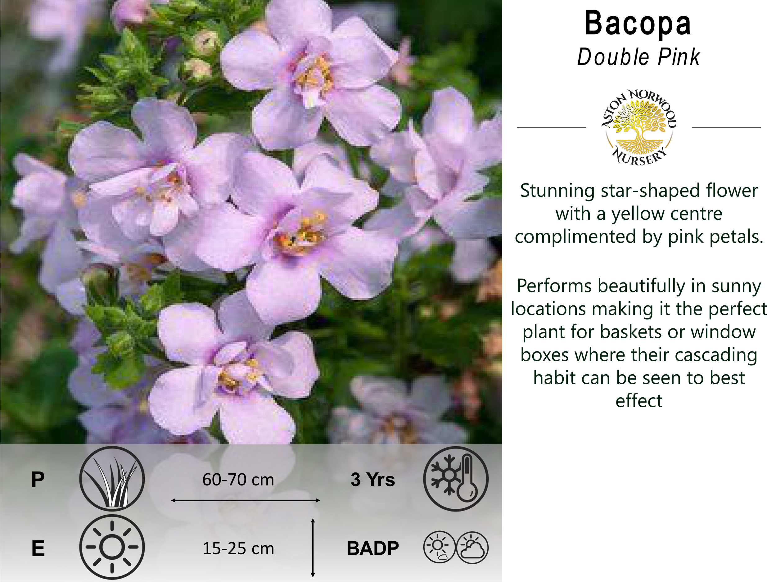 Bacopa Double Pink