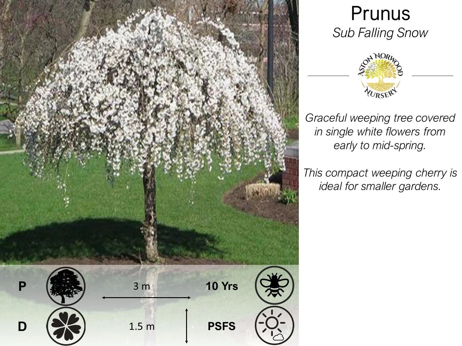 Prunus Sub. Falling Snow