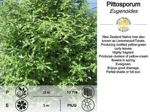 Pittosporum Eugenoides