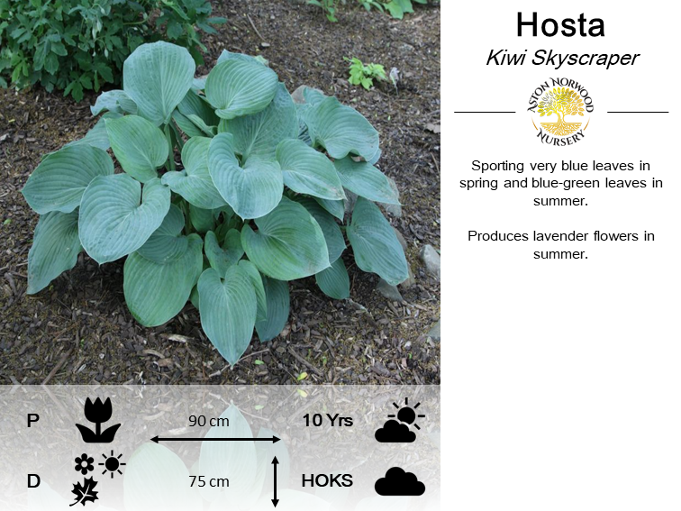Hosta Kiwi Skyscraper