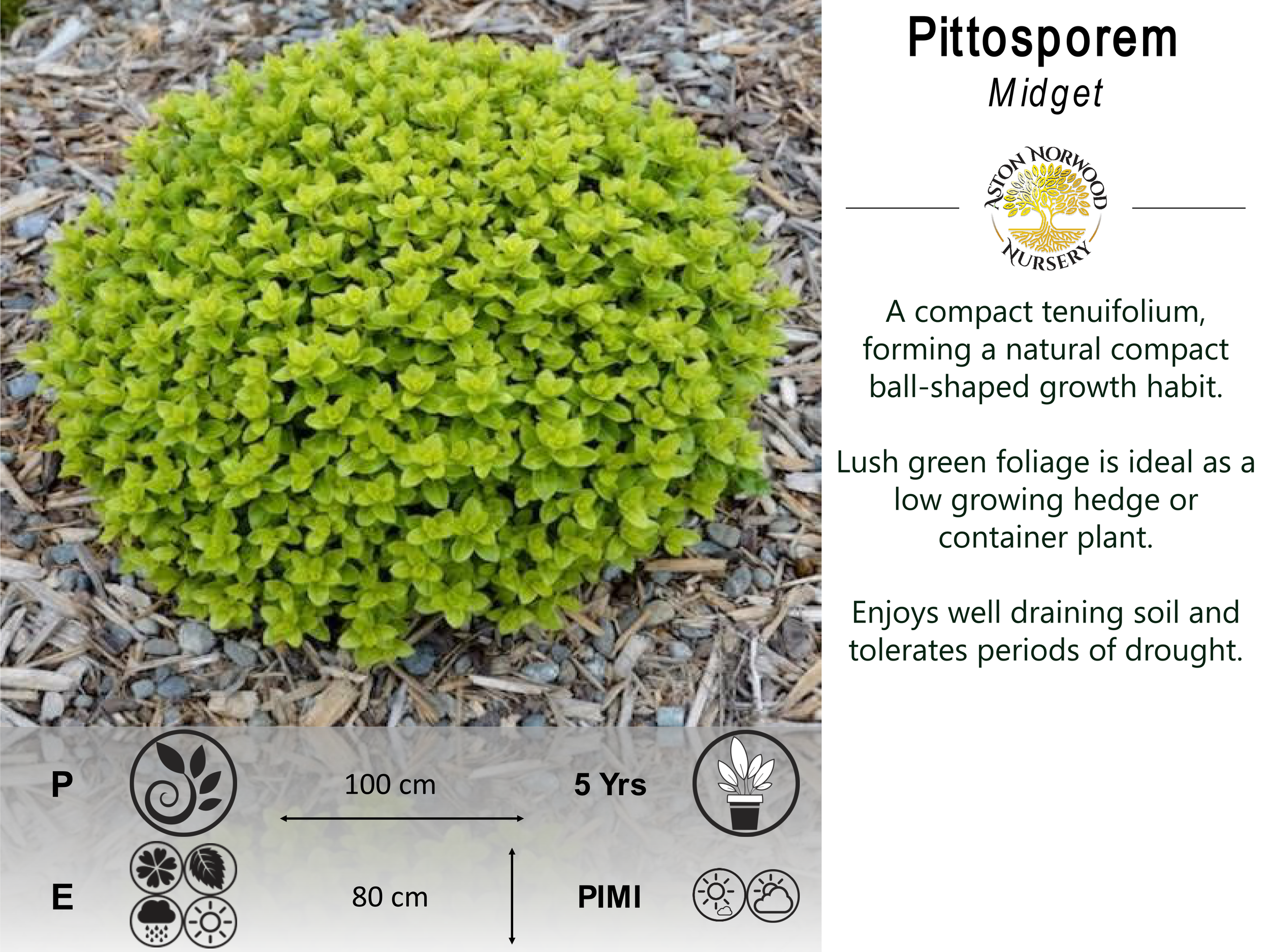 Pittosporum Midget