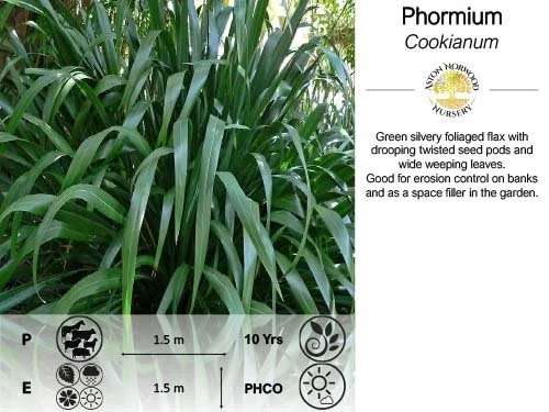 Phormium Cookianum