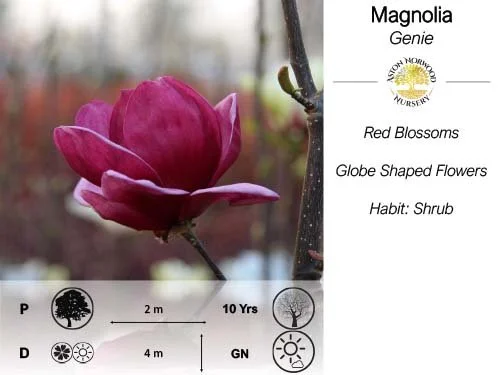 Magnolia Genie