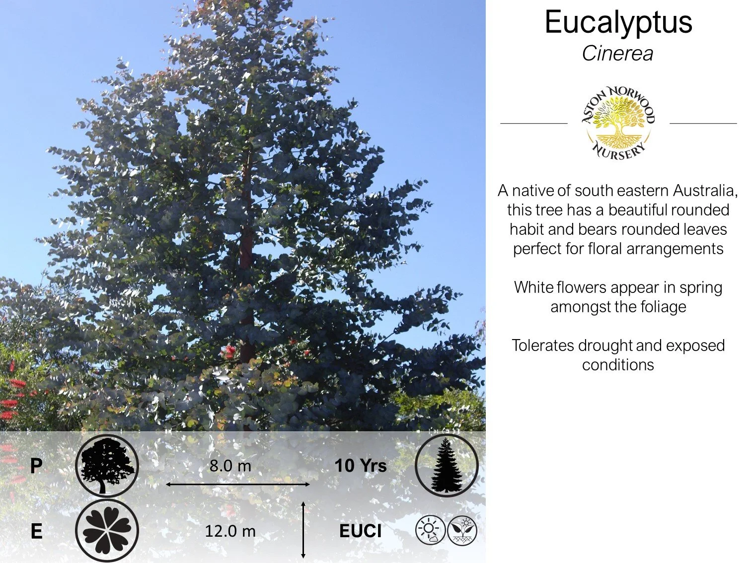 Eucalyptus Cinerea Baby Blue