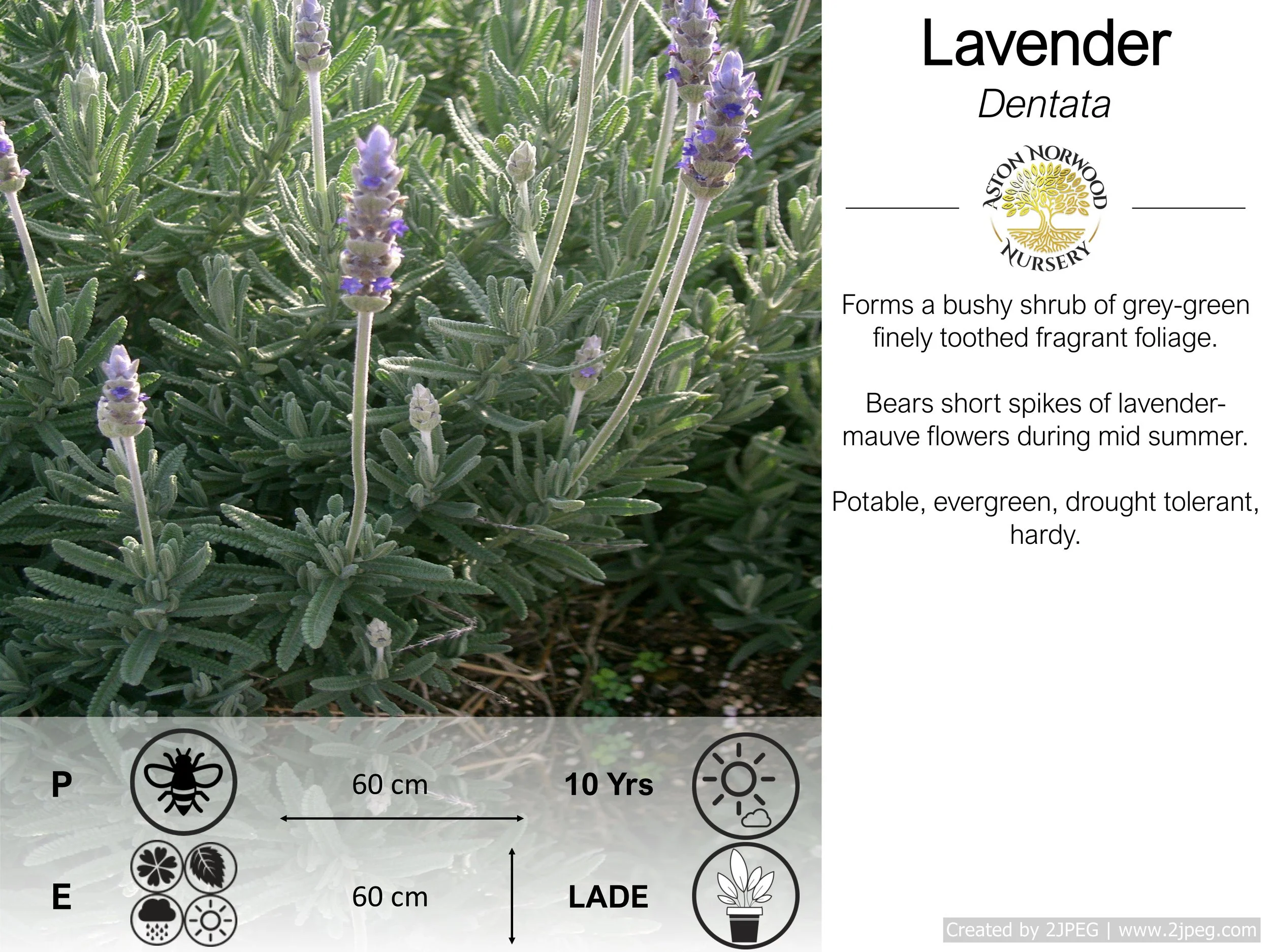 Lavender Dentata