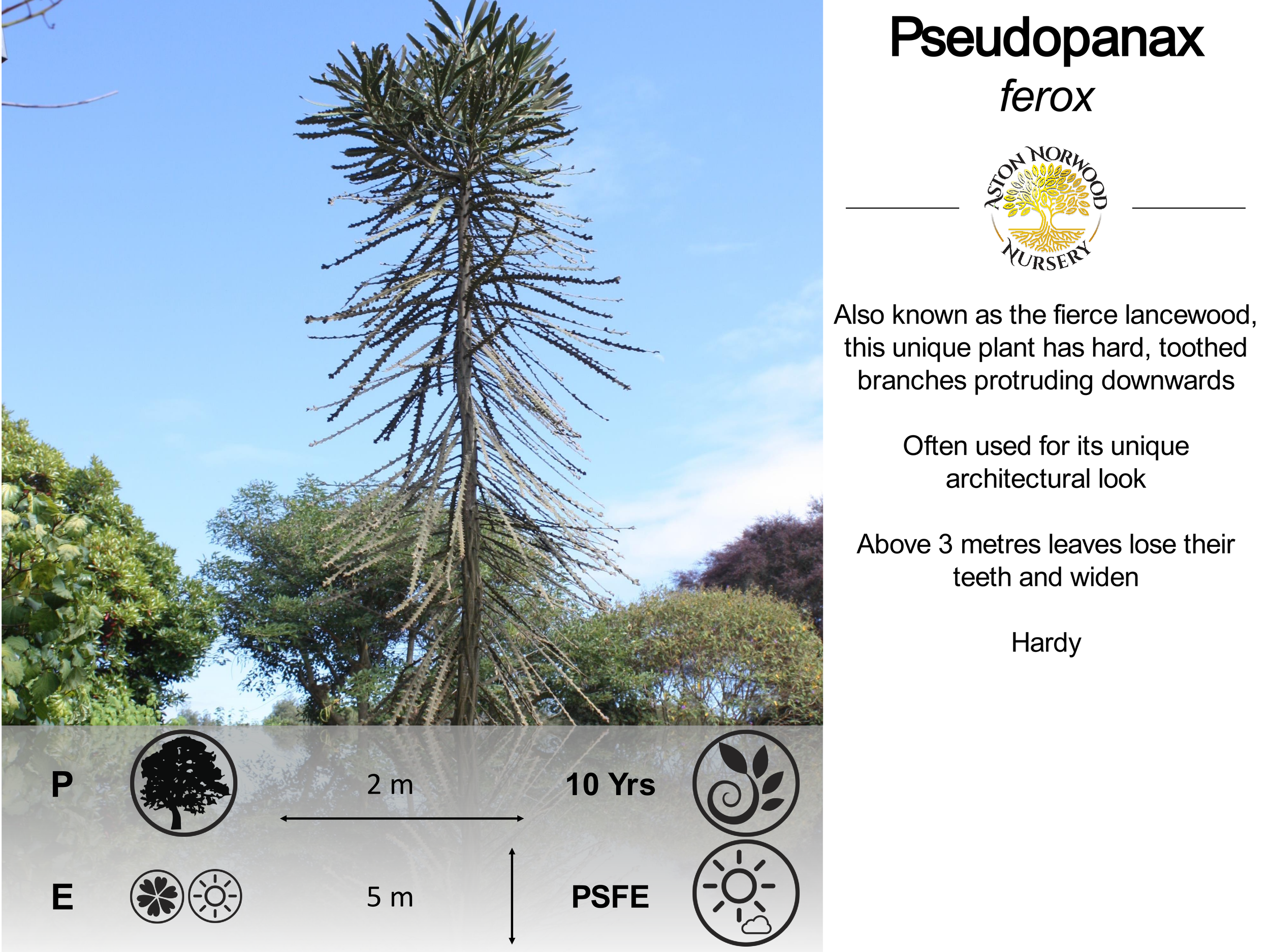 Pseudopanax Ferox | Fierce Lancewood | Horoeka