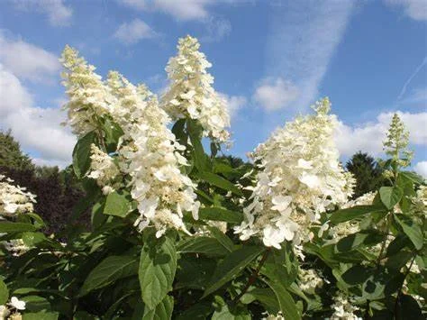 Hydrangea p. 'Kyushu'