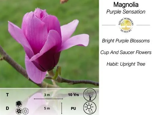 Magnolia Purple Sensation