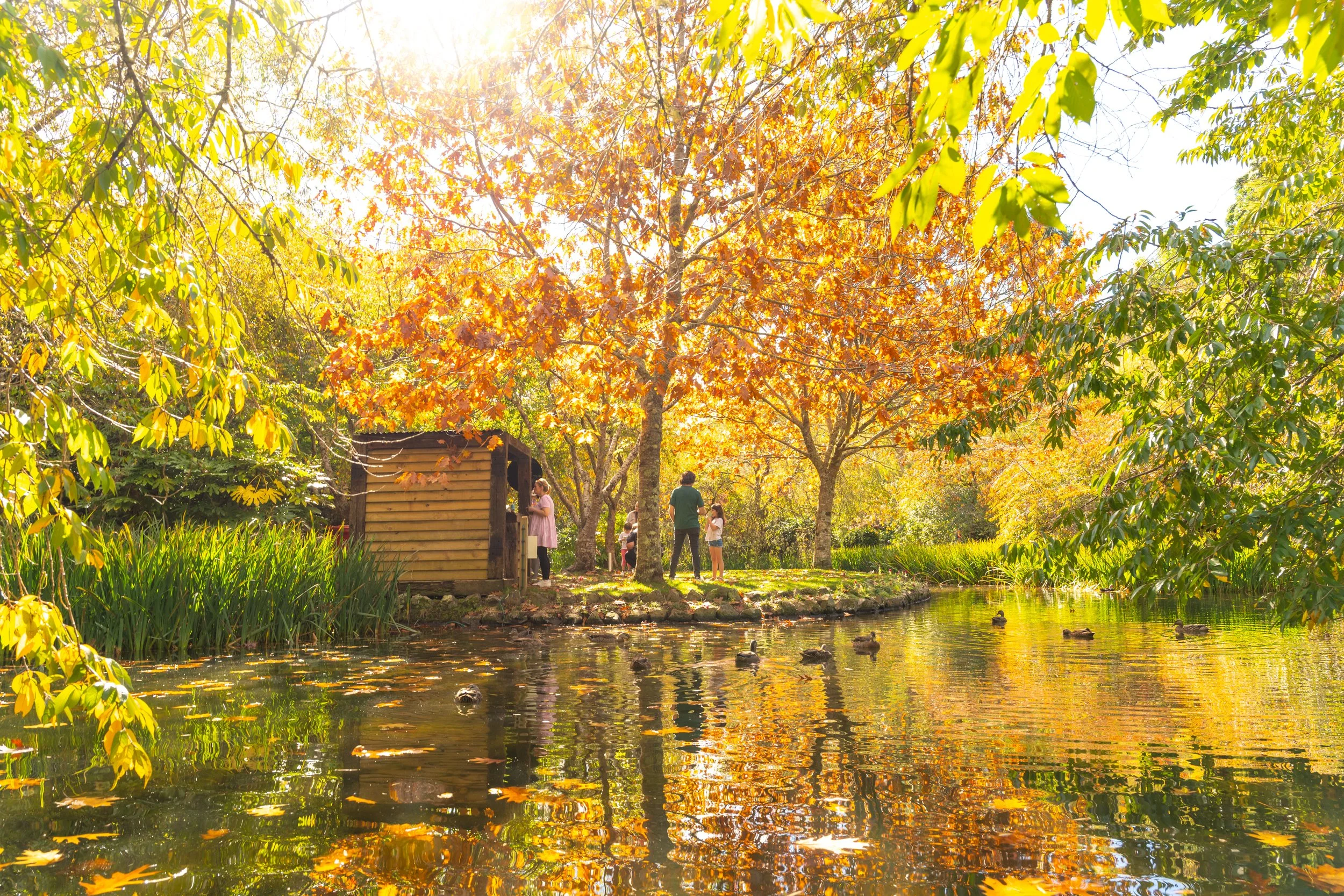 A park scene with trees showing fall foliage and a pond with ducks, a small wooden shed, and people walking and standing on a grassy area.