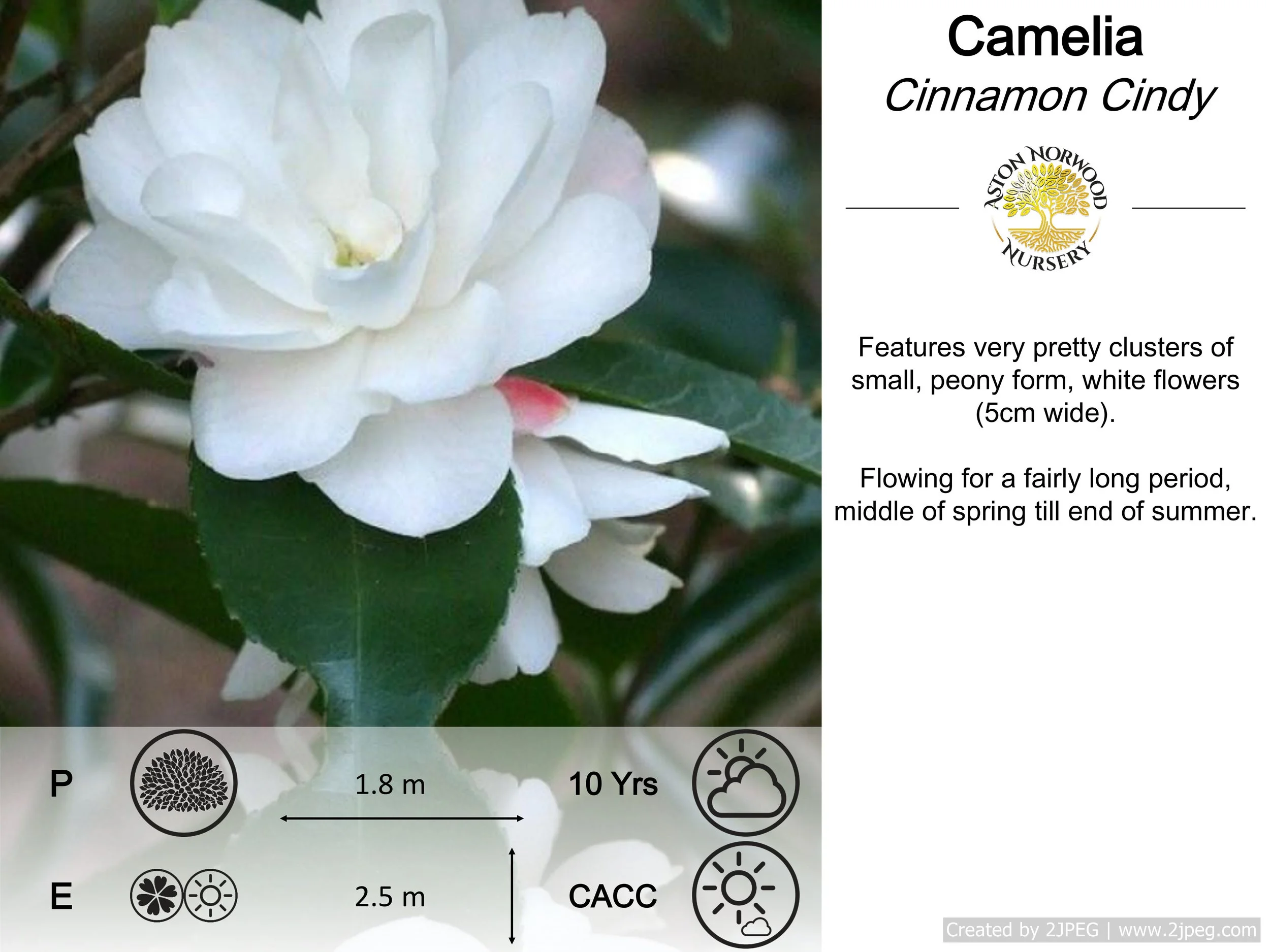Camellia Cinnamon Cindy