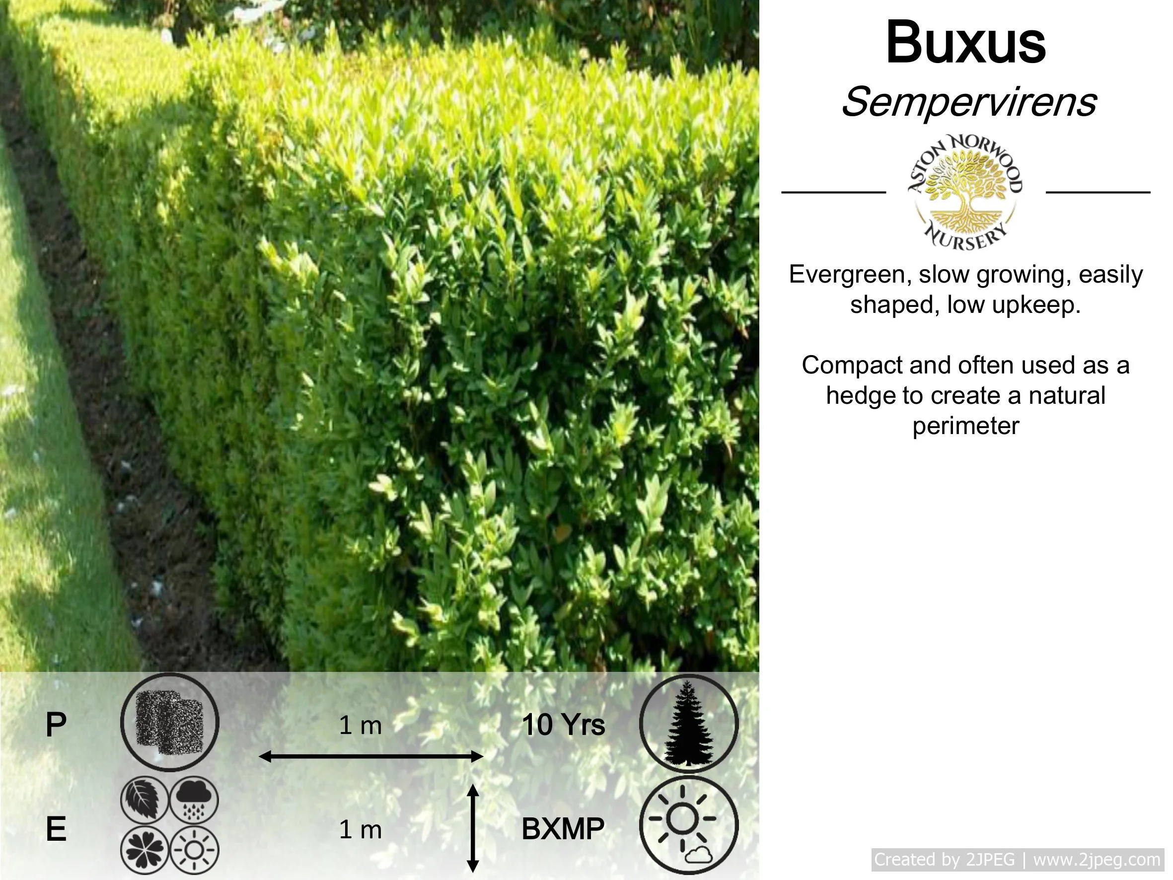 Buxus Sempervirens