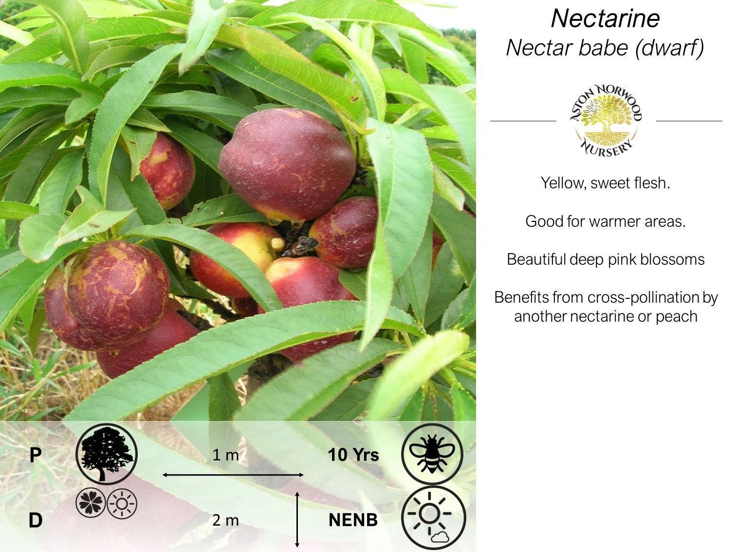 Dwarf Nectarine Nectar Babe
