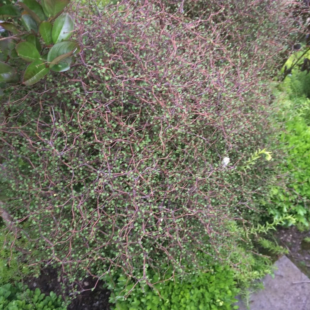 Muehlenbeckia astonii