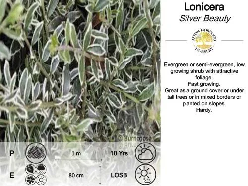 Lonicera Nitida Silver Beauty (Honeysuckle)