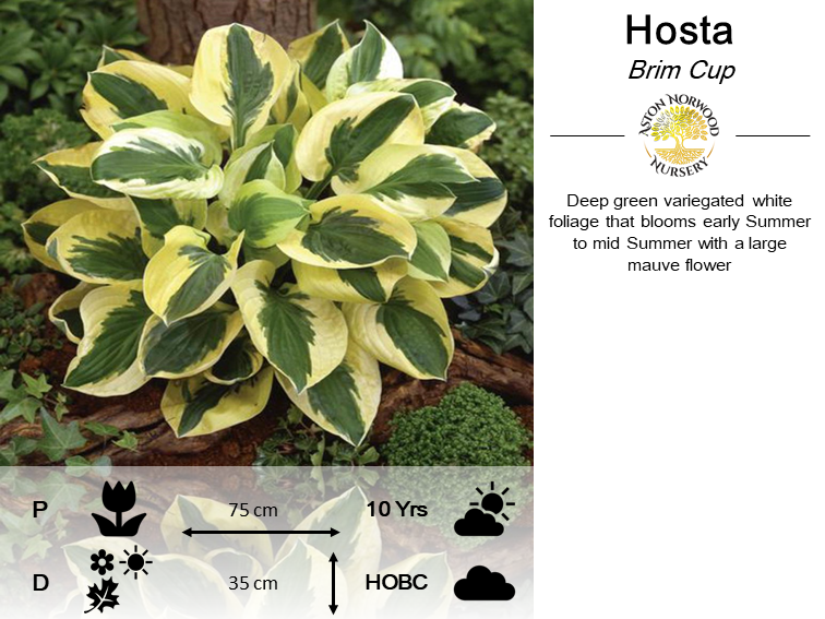 Hosta Brim Cup
