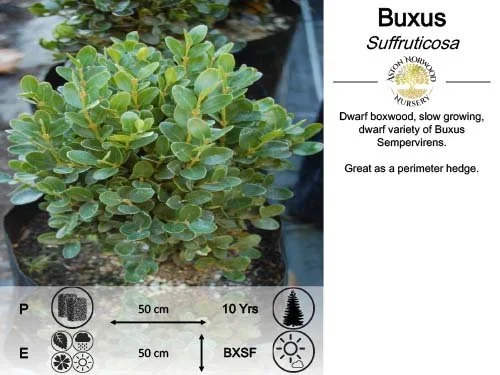 Buxus Suffruticosa