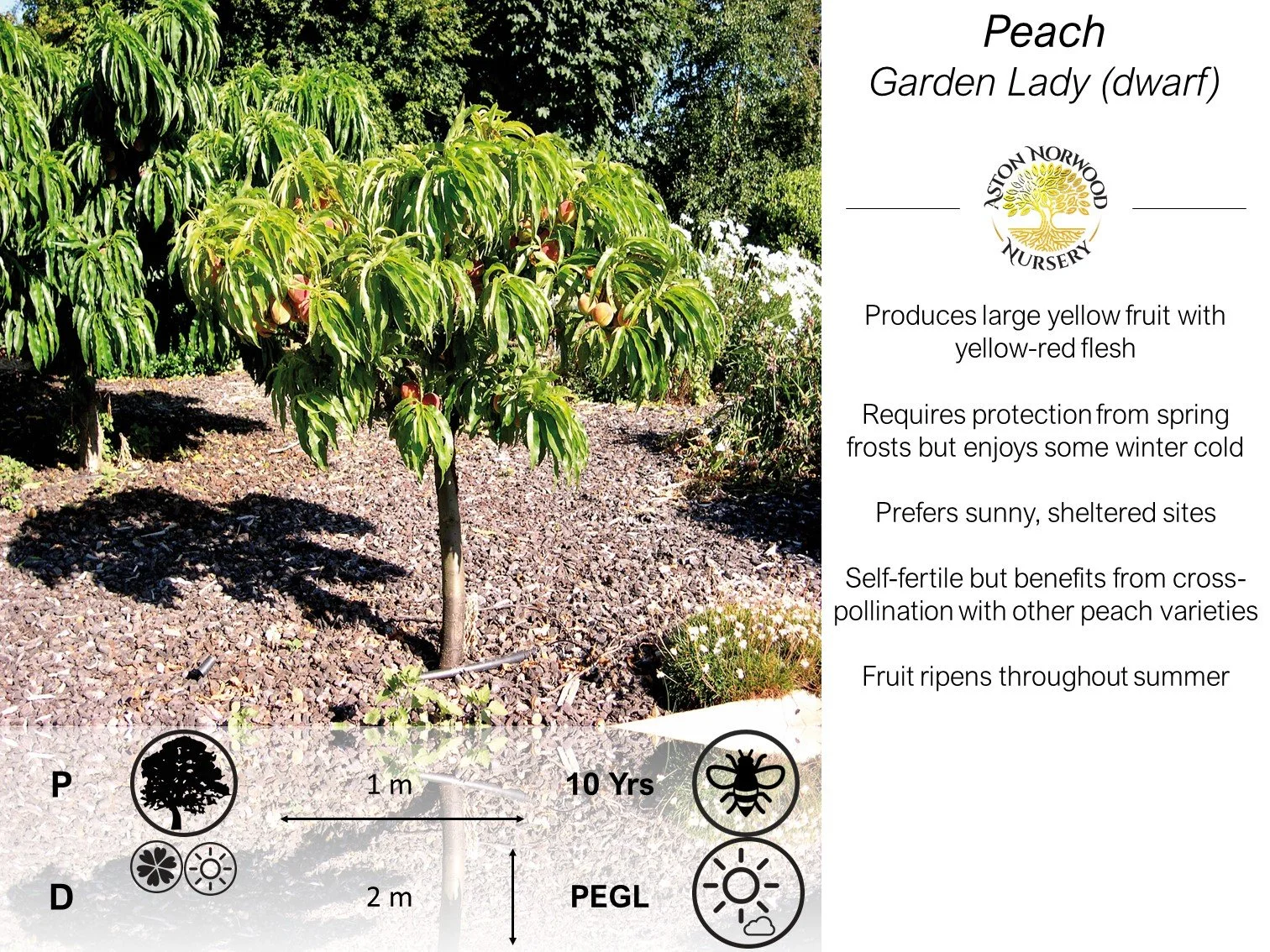 Dwarf Peach Garden Lady