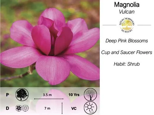 Magnolia Vulcan