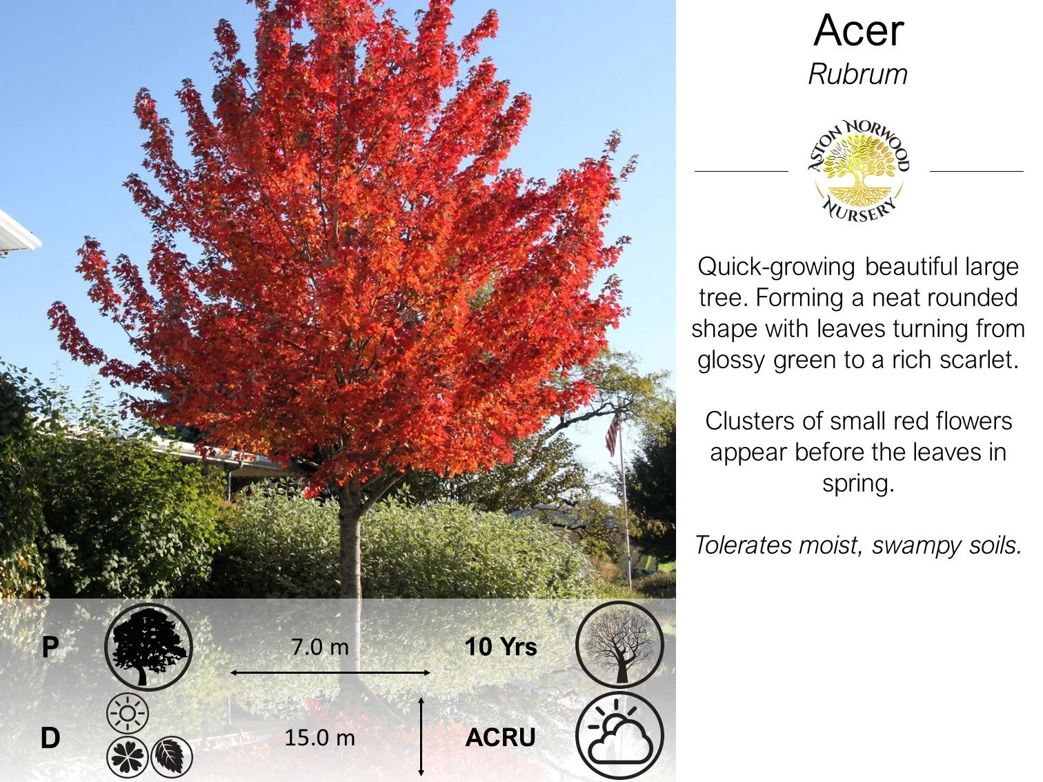 Acer Rubrum