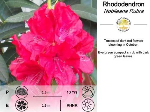 Rhododendron Nobileana Rubra