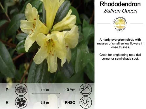 Rhododendron Saffron Queen