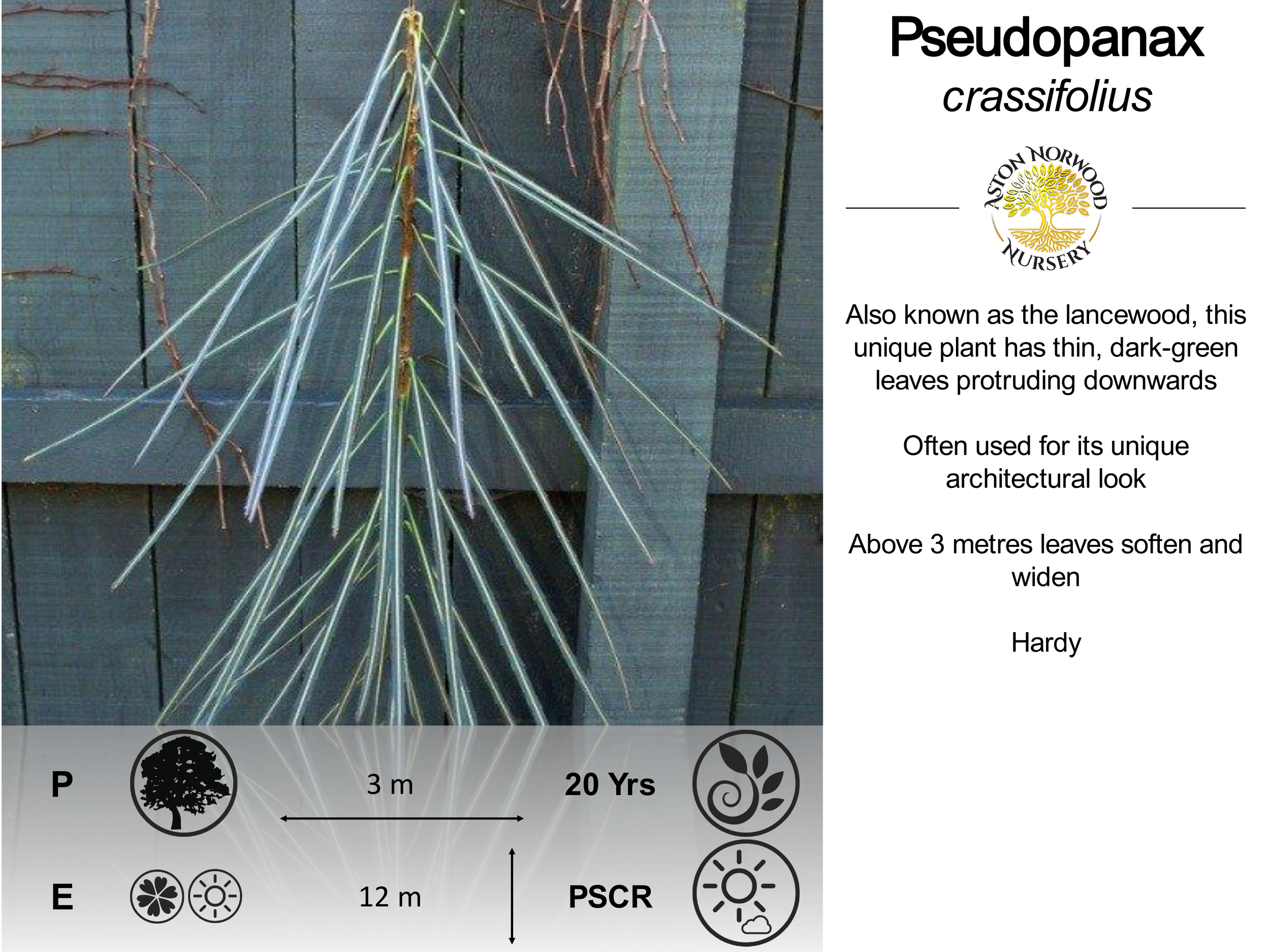 Pseudopanax crassifolius
