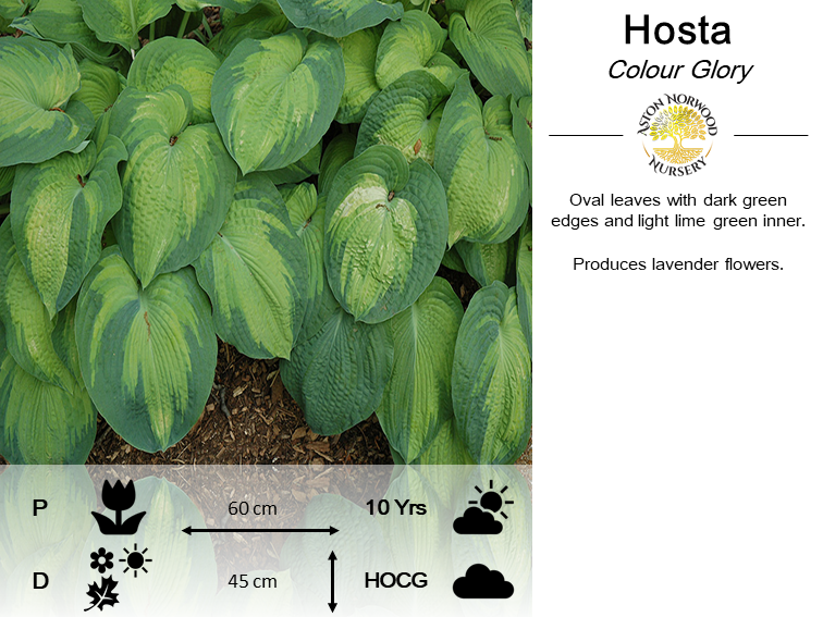 Hosta Colour Glory