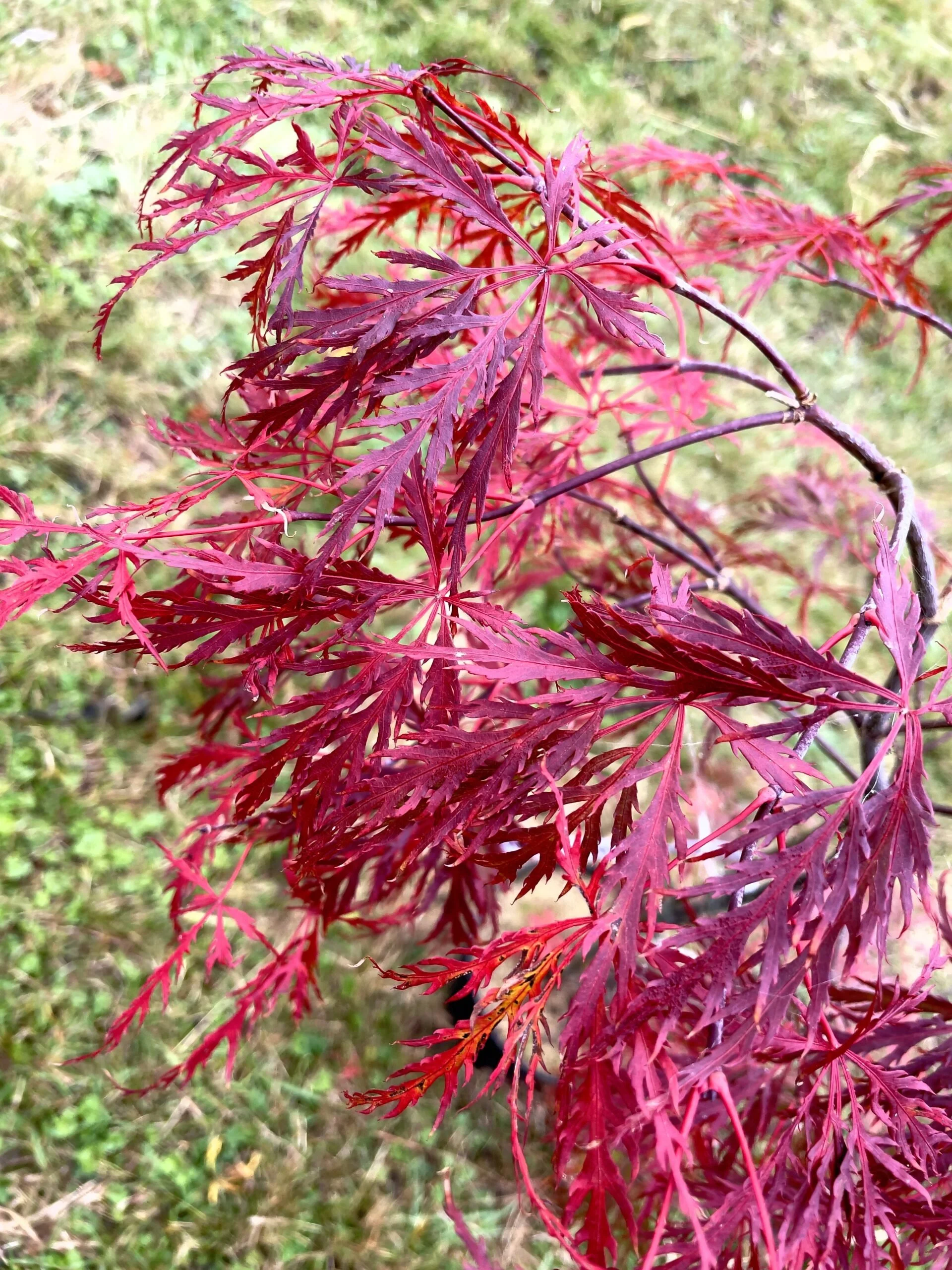 Acer palmatum dissectum 'Sh?j?-shidare'