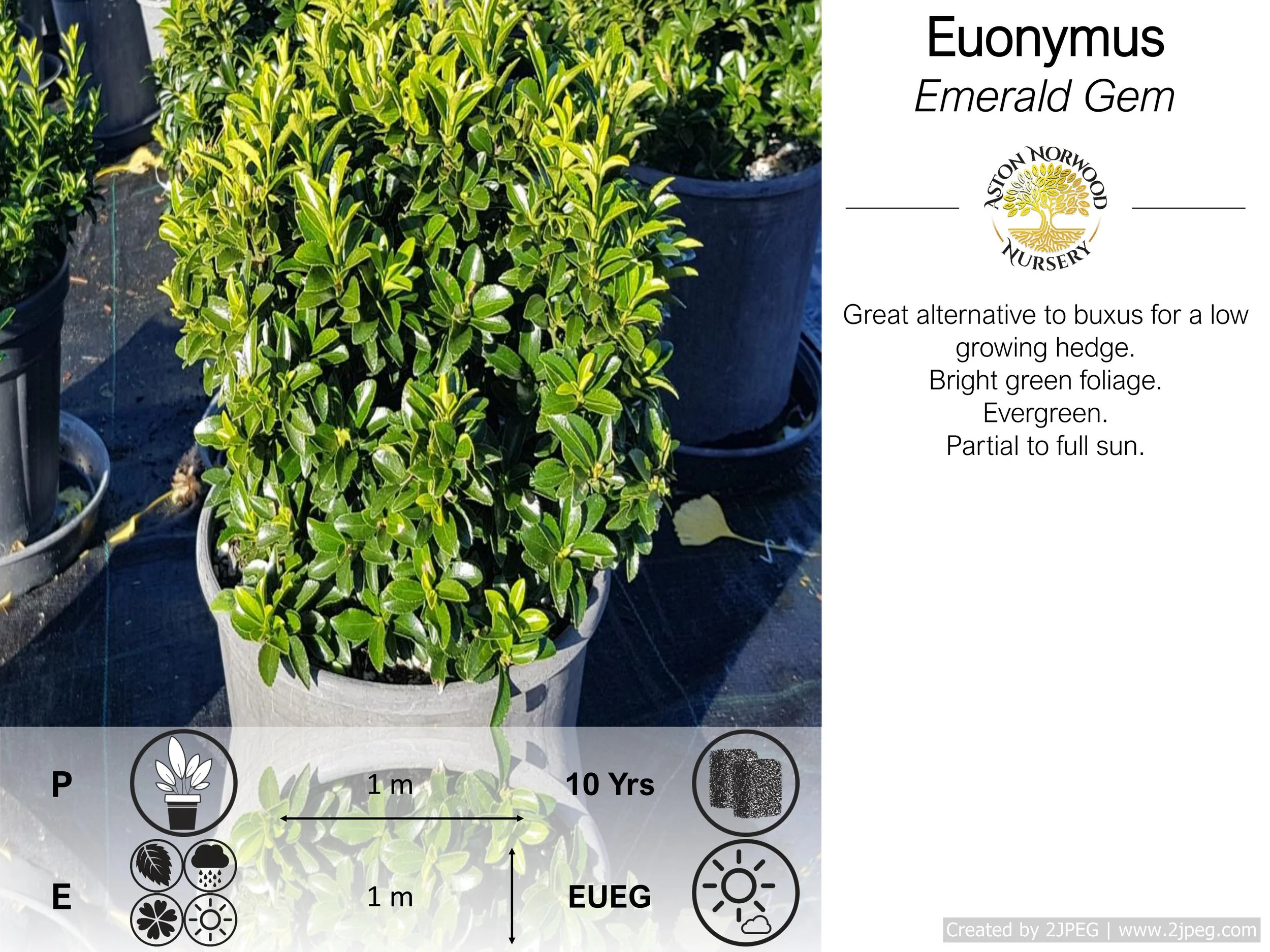 Euonymus Emerald Gem