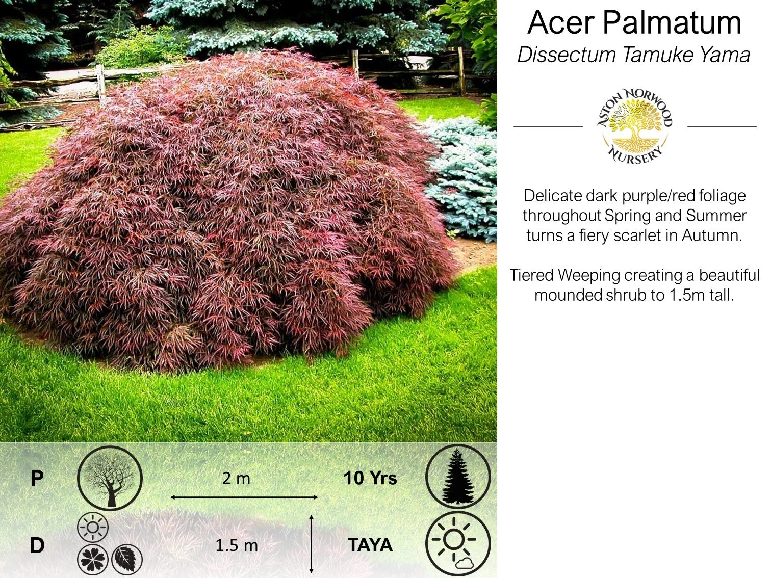 Acer Palmatum Tamuke Yama