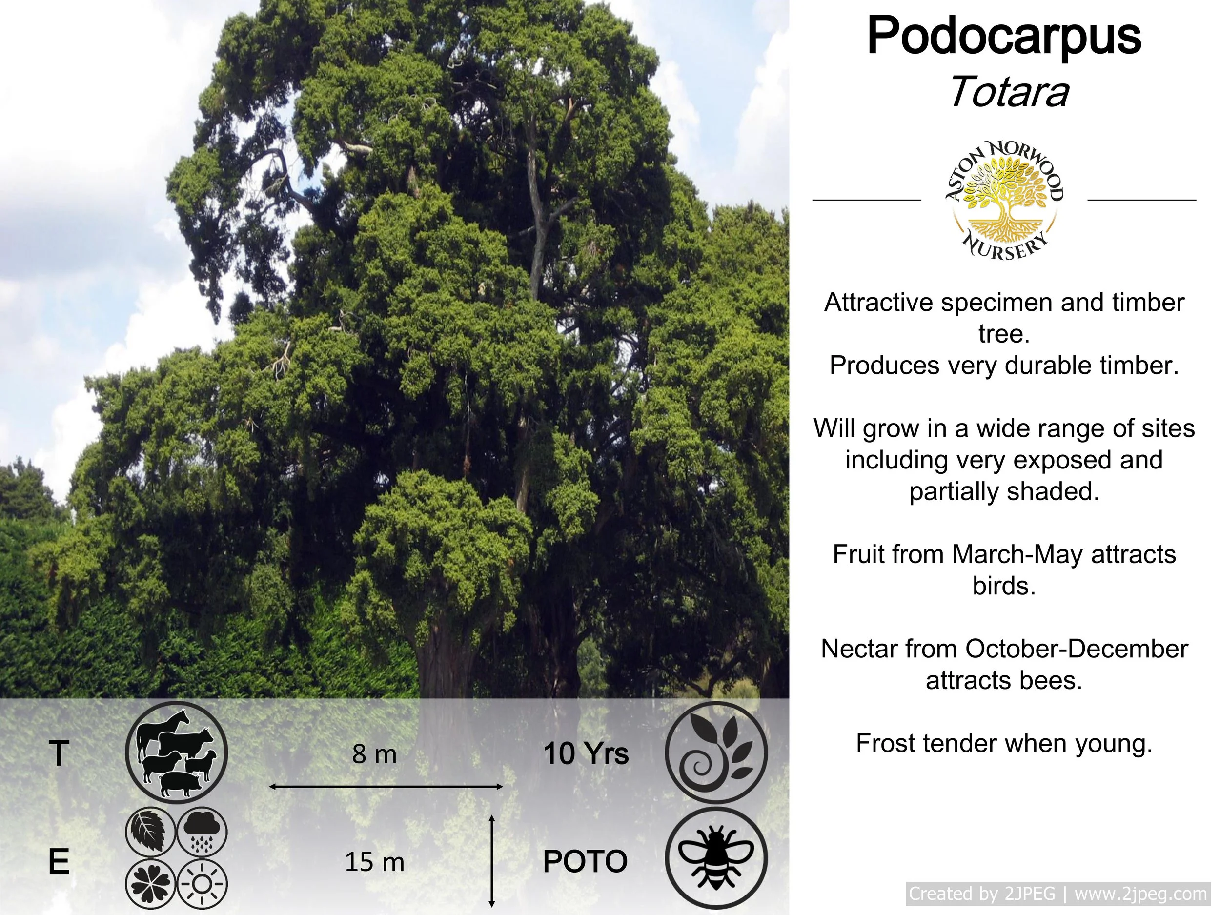 Podocarpus Totara | Totara