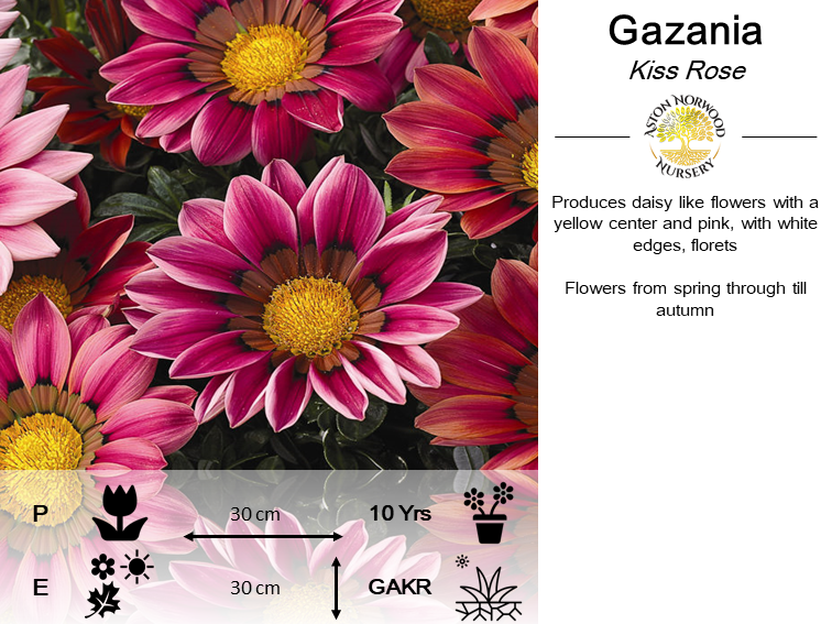 Gazania Kiss Rose