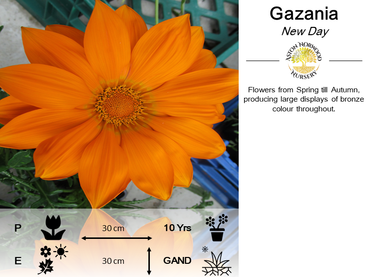 Gazania New Day