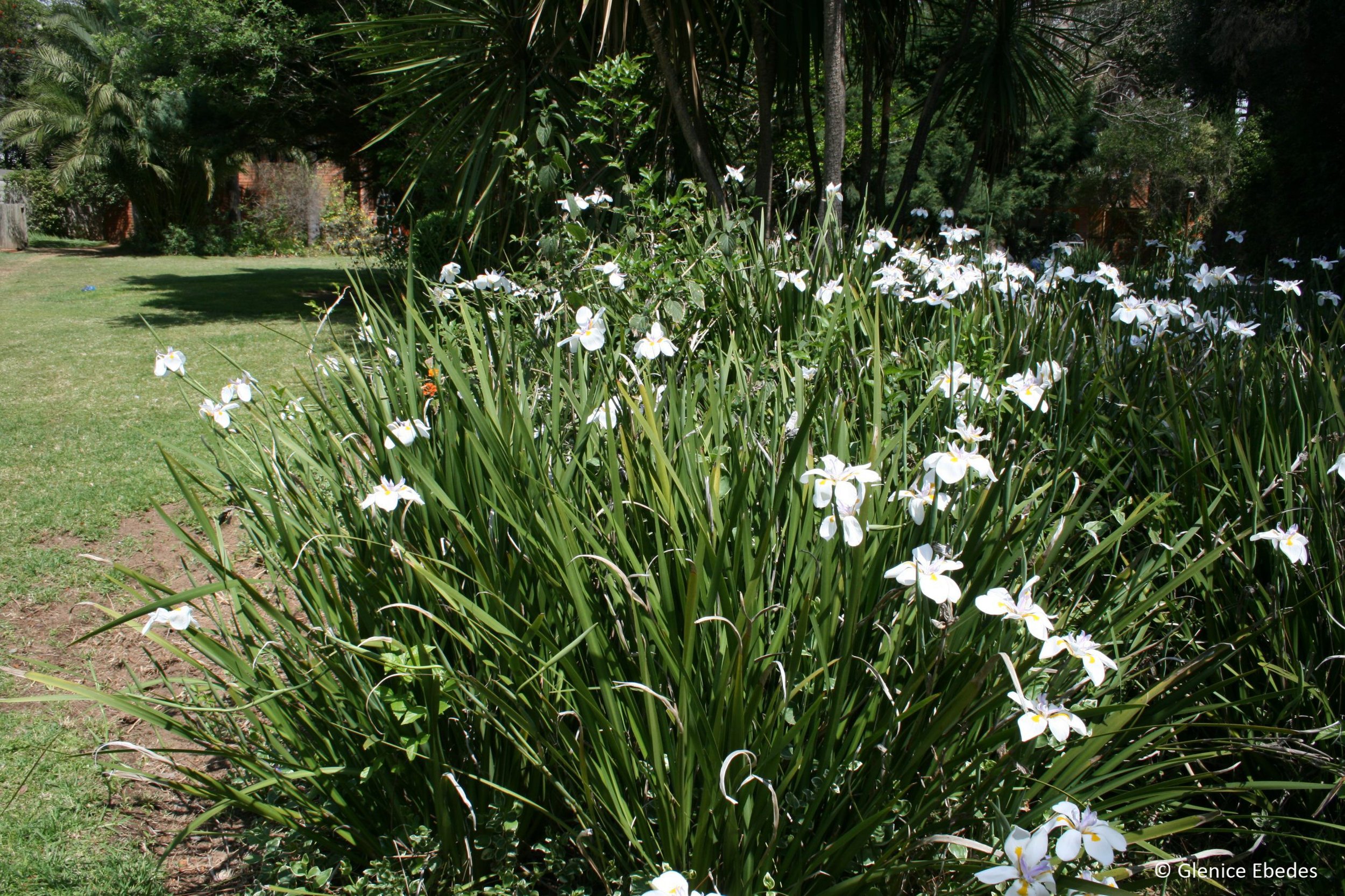 Dietes Grandiflora