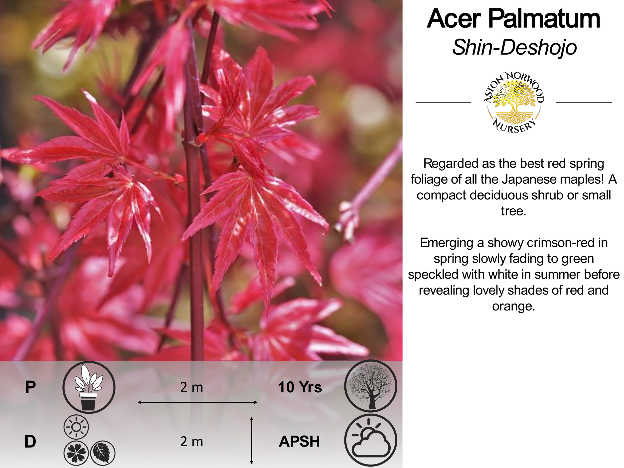 Acer palmatum Shin-Deshojo