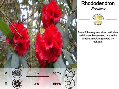 Rhododendron Fusillier
