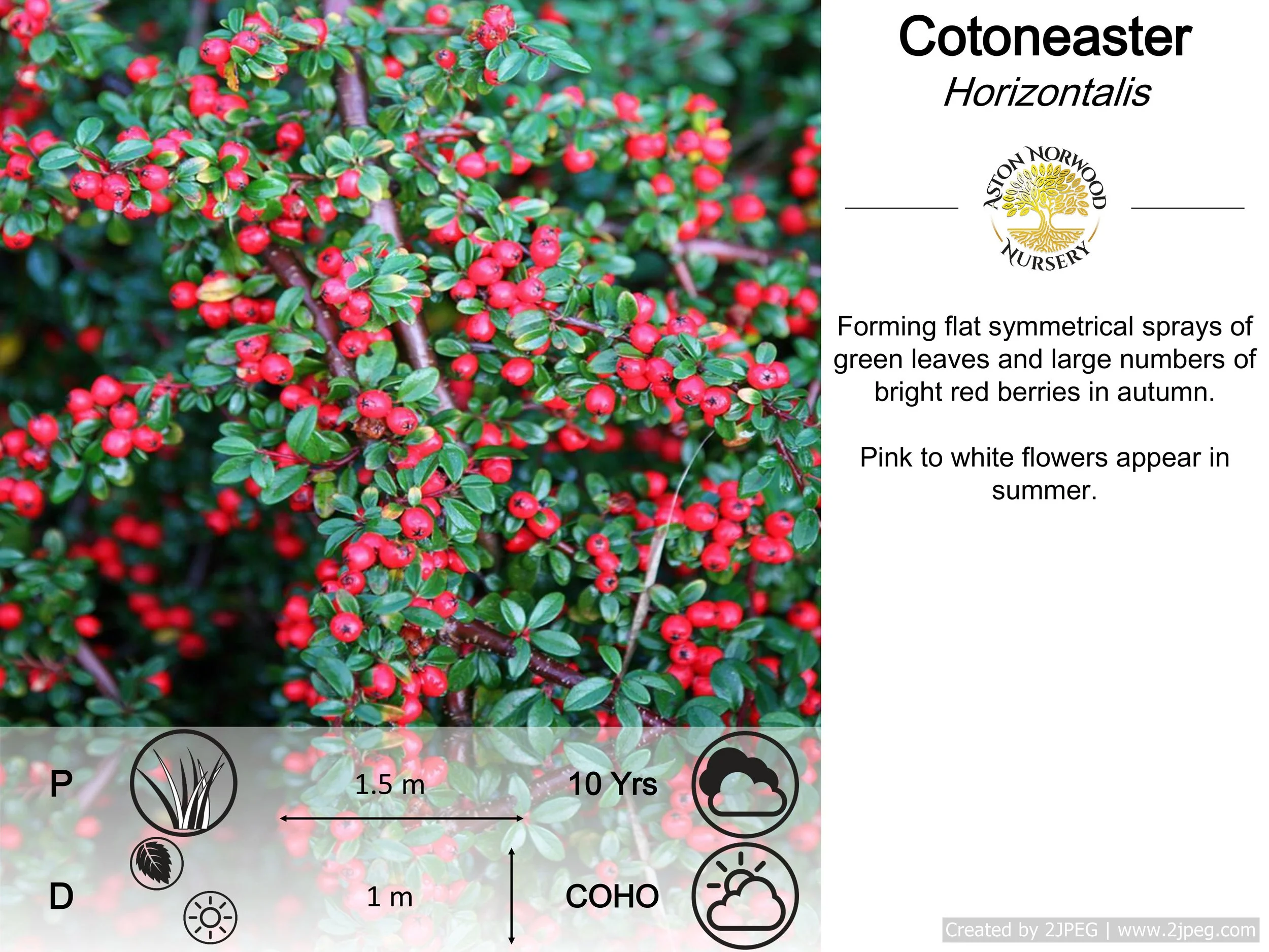 Cotoneaster Horizontalis