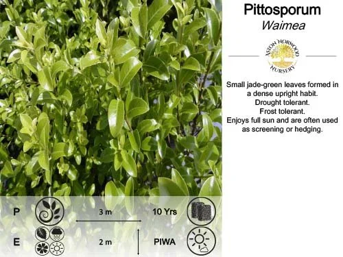 Pittosporum Waimea