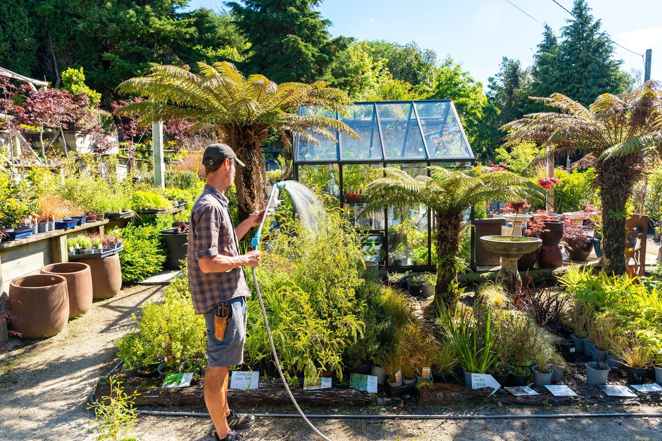 A man watering plants in a garden center or nursery surrounded by lush green plants, trees, and a greenhouse, on a bright sunny day.