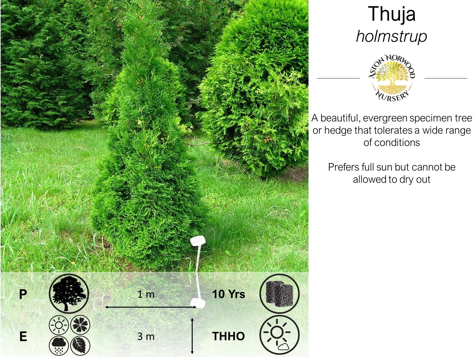Thuja Holmstrup