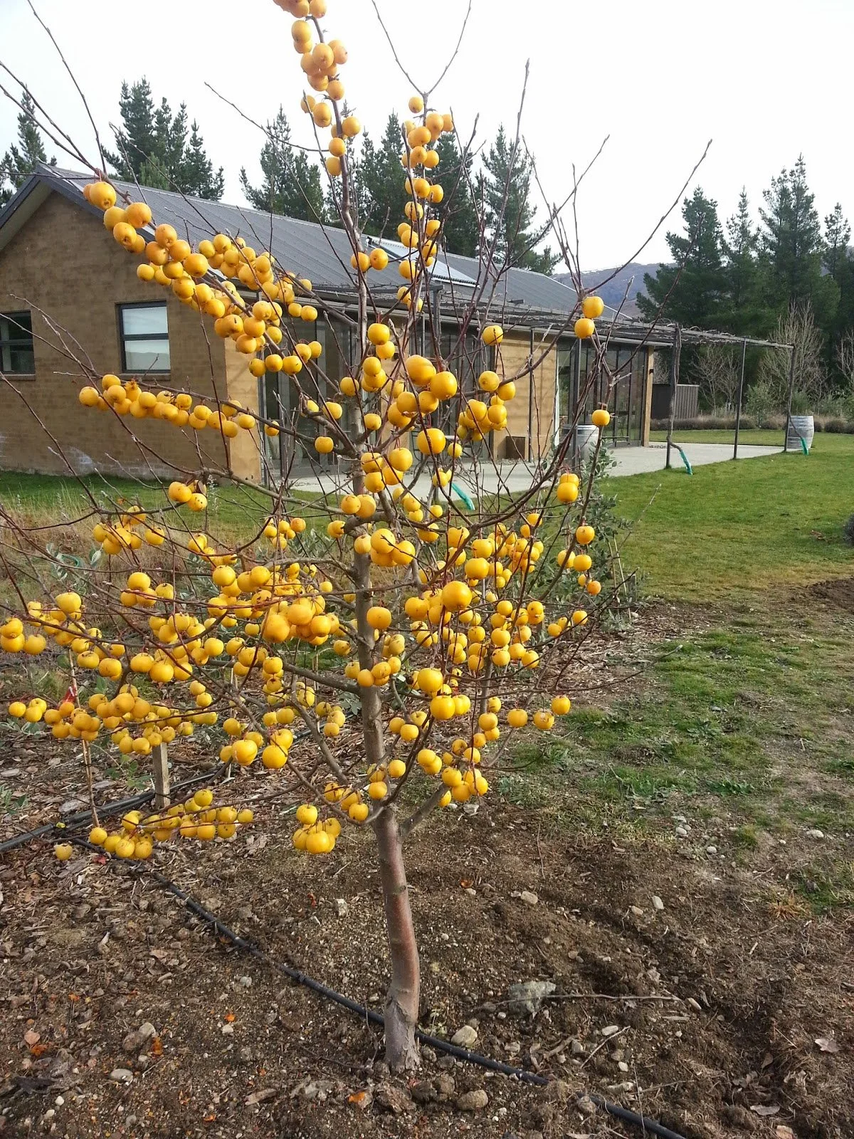 Malus Arrow Gold