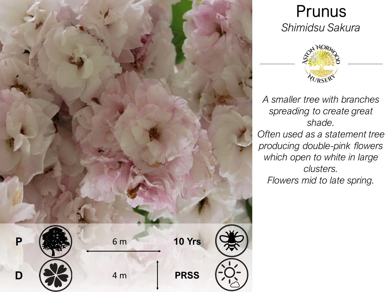 Prunus Shimidsu sakura