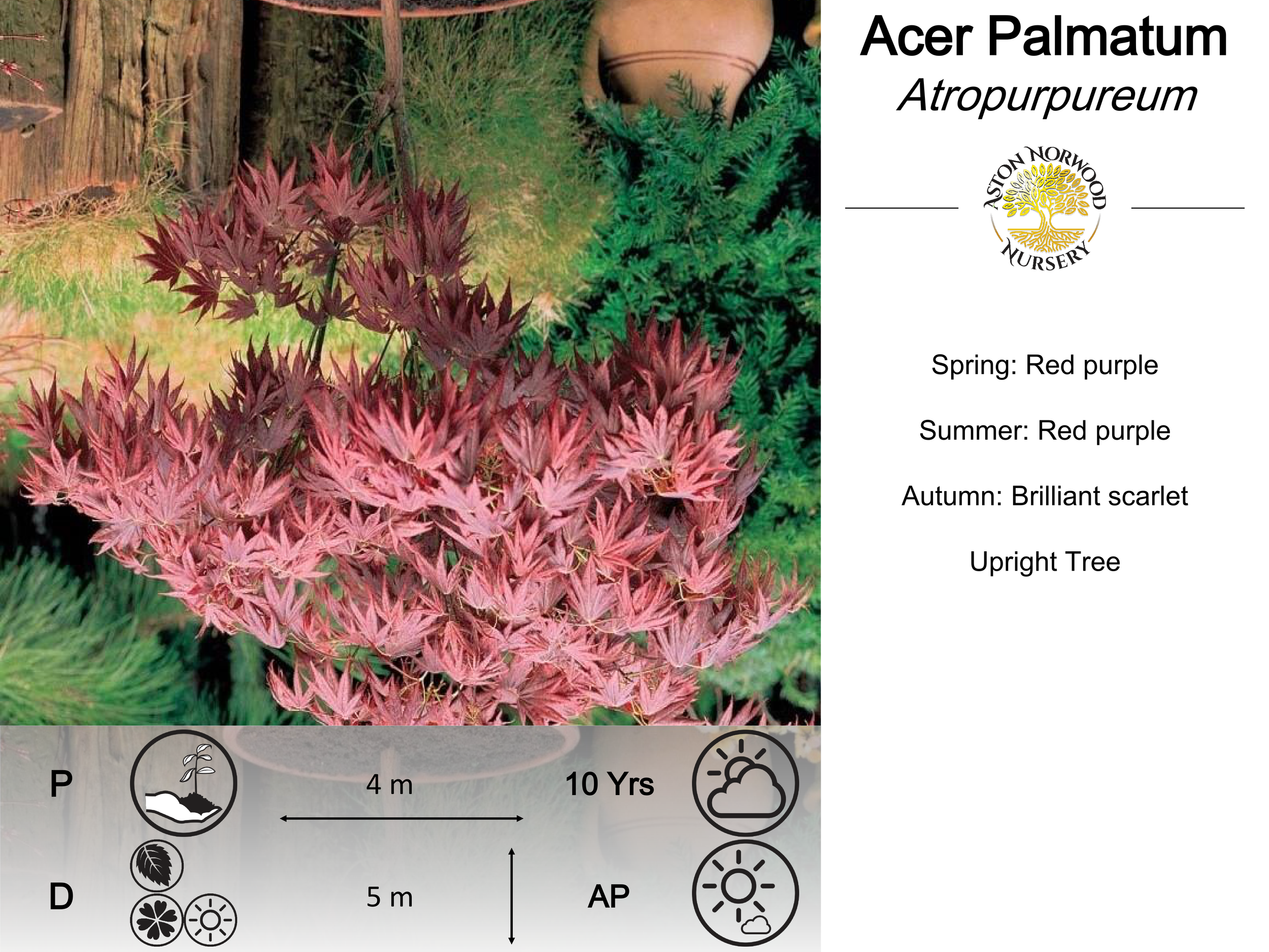 Acer Palmatum Atropurpureum