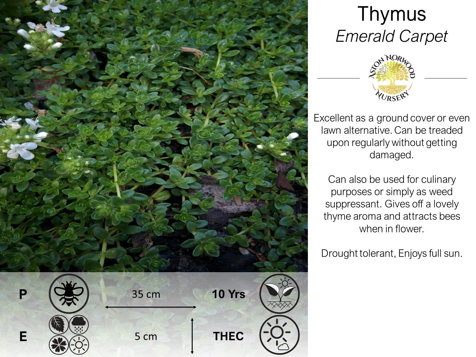 Thymus Emerald Carpet