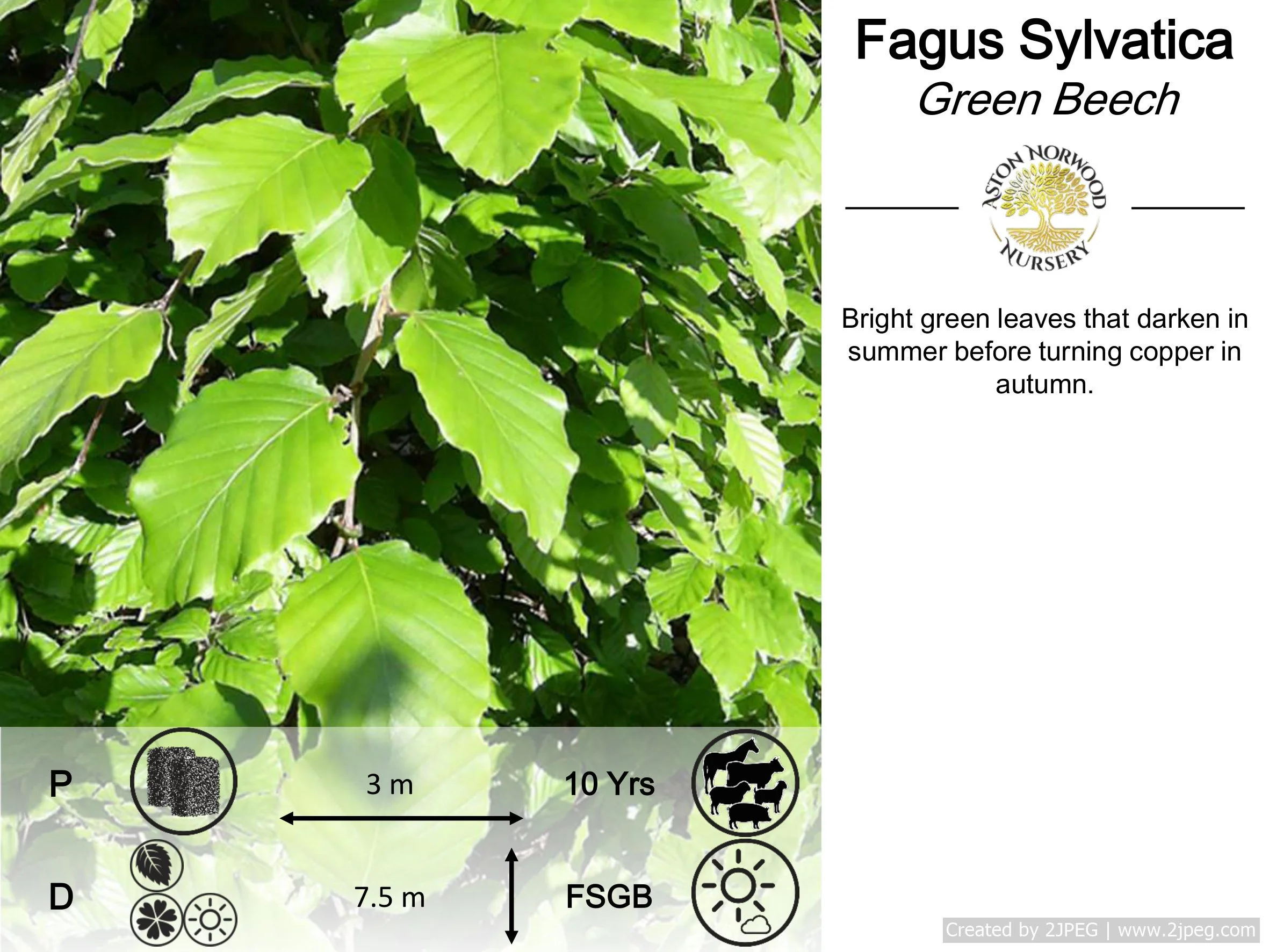 Fagus Sylvatica - Green Beech