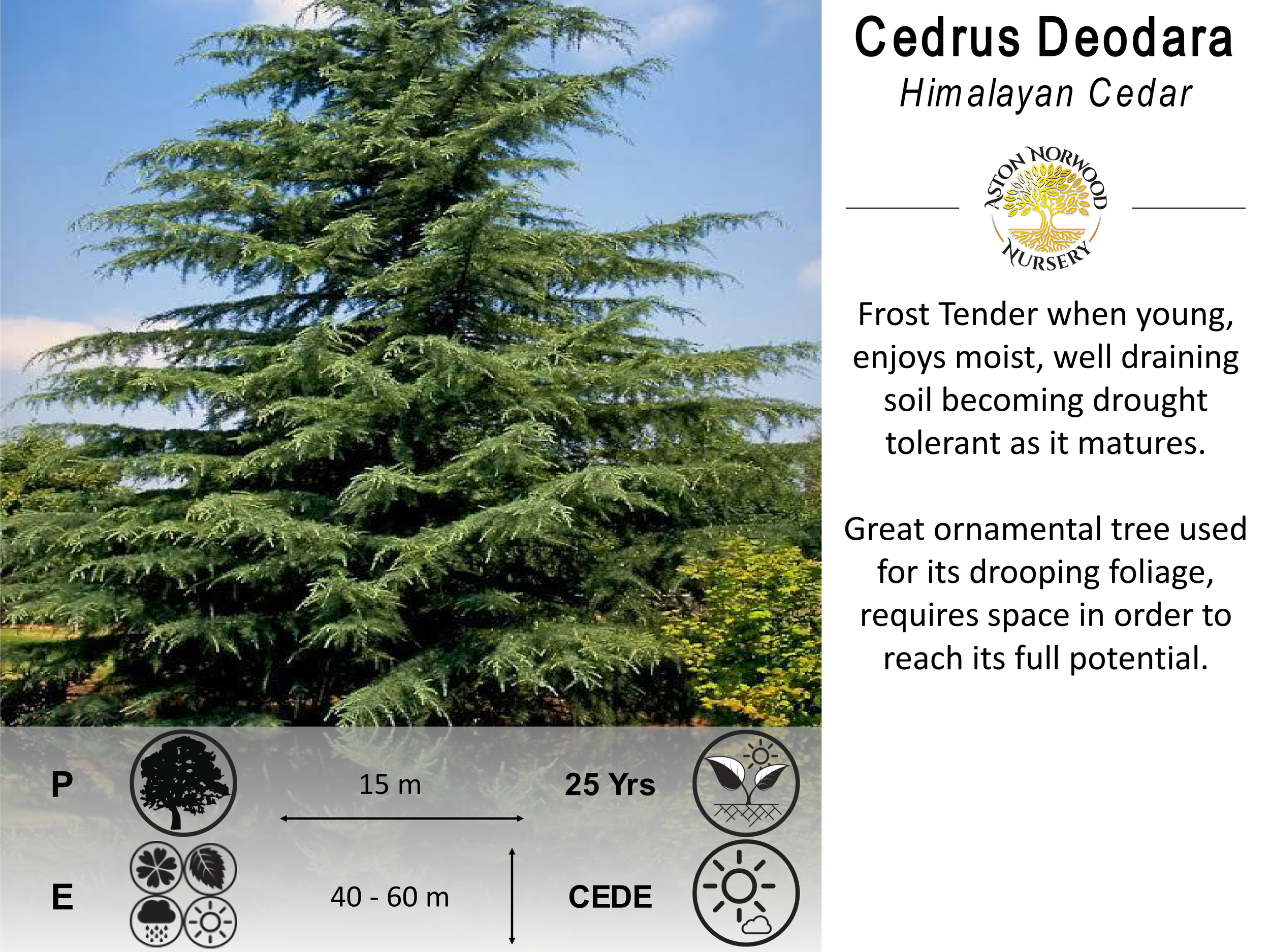 Cedrus Deodara