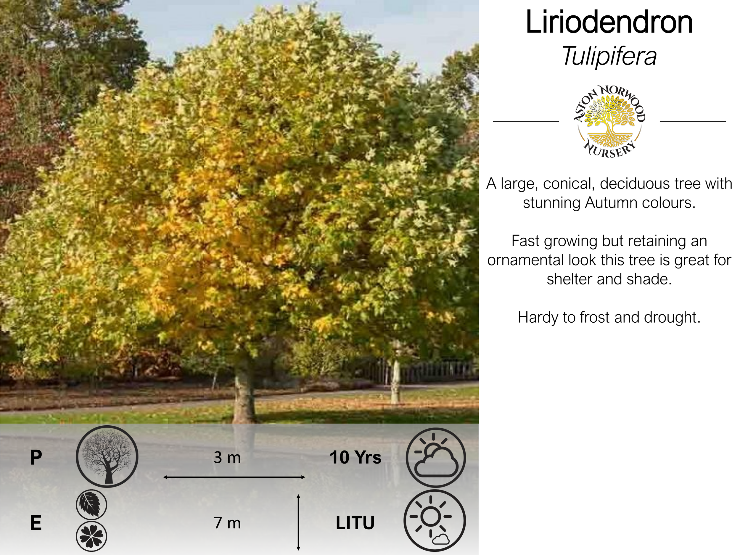 Liriodendron tulipifera | Tulip Tree | Yellow Poplar