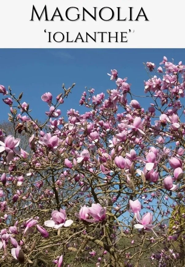 MagnoliaIolantheBareRooted.jpg