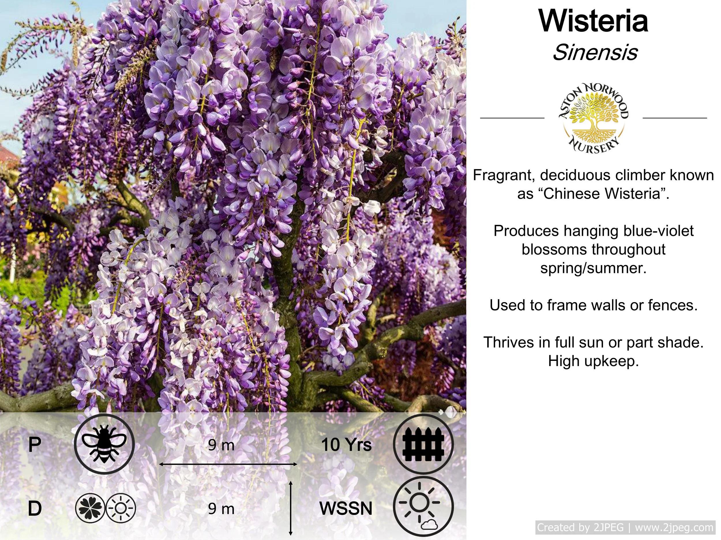 Wisteria Sinensis